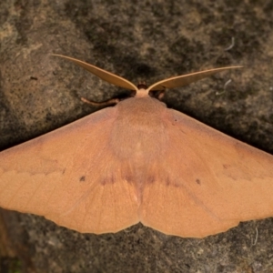 Monoctenia falernaria at Cotter River, ACT - 7 Feb 2019