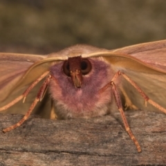 Monoctenia falernaria at Cotter River, ACT - 7 Feb 2019