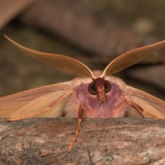 Monoctenia falernaria at Cotter River, ACT - 7 Feb 2019