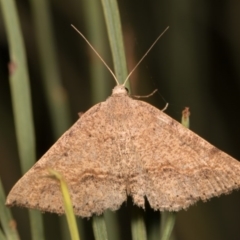 Nearcha (genus) (An Oenochromine moth) at Paddys River, ACT - 14 Mar 2018 by kasiaaus