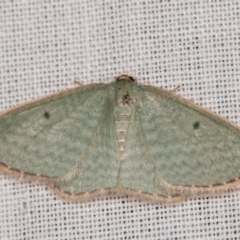 Poecilasthena balioloma (Stitched Delicate) at Paddys River, ACT - 11 Nov 2018 by kasiaaus