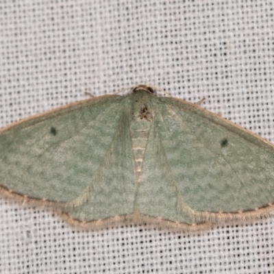 Poecilasthena balioloma (Stitched Delicate) at Paddys River, ACT - 11 Nov 2018 by kasiaaus