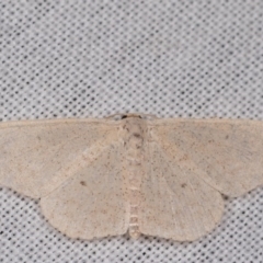 Scopula (genus) (A wave moth (Sterrhinae)) at Paddys River, ACT - 9 May 2018 by kasiaaus