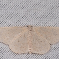 Scopula (genus) (A wave moth) at Paddys River, ACT - 9 May 2018 by kasiaaus