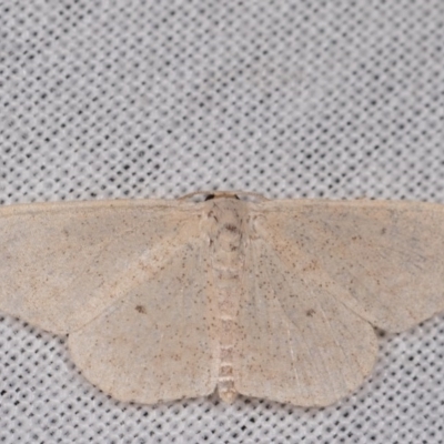 Scopula (genus) (A wave moth (Sterrhinae)) at Paddys River, ACT - 9 May 2018 by kasiaaus
