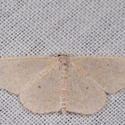 Scopula (genus) (A wave moth) at Paddys River, ACT - 9 May 2018 by kasiaaus