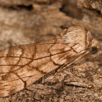 Stibaroma undescribed species (A Line-moth) at Melba, ACT - 15 Apr 2012 by kasiaaus