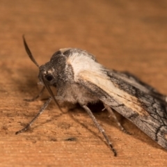 Stibaroma melanotoxa (Grey-caped Line-moth) at Melba, ACT - 18 Mar 2018 by kasiaaus