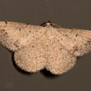 Taxeotis (genus) at Melba, ACT - 19 Nov 2015 09:58 PM