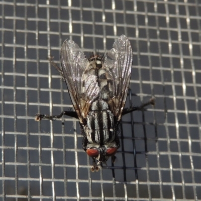 Sarcophagidae sp. (family) (Unidentified flesh fly) at Pollinator-friendly garden Conder - 5 Jun 2020 by michaelb