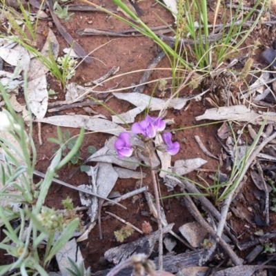 Swainsona sericea (Silky Swainson-Pea) at Mount Ainslie - 9 Oct 2020 by SilkeSma