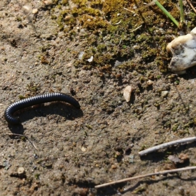 Ommatoiulus moreleti (Portuguese Millipede) at Wodonga - 10 Oct 2020 by KylieWaldon