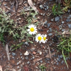 Chamaemelum nobile (Chamomile Daisy) at Campbell, ACT - 9 Oct 2020 by SilkeSma