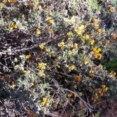 Pultenaea microphylla (Egg and Bacon Pea) at Majura, ACT - 9 Oct 2020 by SilkeSma