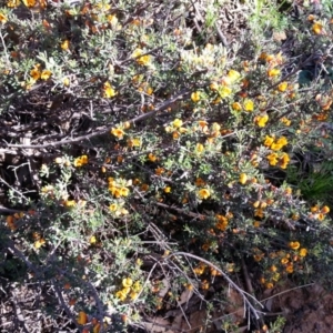 Pultenaea microphylla at Majura, ACT - 10 Oct 2020