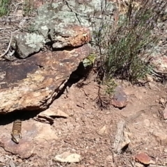 Tiliqua scincoides scincoides (Eastern Blue-tongue) at Mount Ainslie - 9 Oct 2020 by SilkeSma