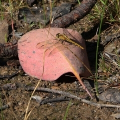 Diplacodes melanopsis (Black-faced Percher) at Wodonga, VIC - 9 Oct 2020 by Kyliegw