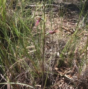 Calochilus platychilus at Downer, ACT - suppressed