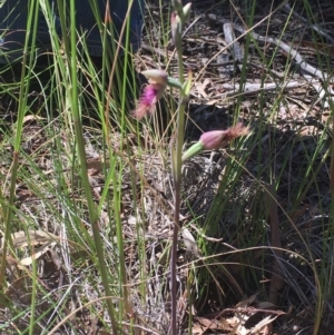 Calochilus platychilus at Downer, ACT - suppressed