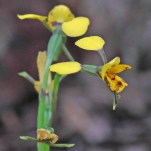 Diuris nigromontana at Acton, ACT - 9 Oct 2020