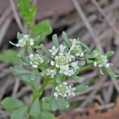 Poranthera microphylla (Small Poranthera) at Acton, ACT - 9 Oct 2020 by ConBoekel