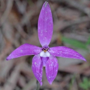 Glossodia major at Acton, ACT - 9 Oct 2020