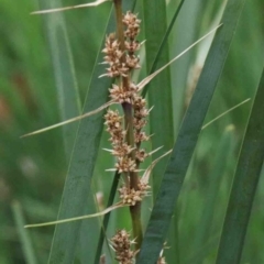 Lomandra longifolia (Spiny-headed Mat-rush, Honey Reed) at Acton, ACT - 9 Oct 2020 by ConBoekel