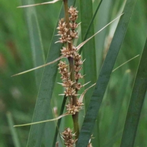 Lomandra longifolia at Acton, ACT - 9 Oct 2020