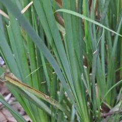 Lomandra longifolia at Acton, ACT - 9 Oct 2020