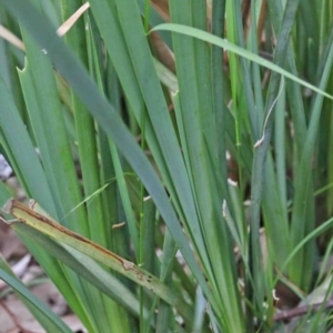 Lomandra longifolia at Acton, ACT - 9 Oct 2020