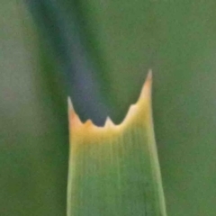 Lomandra longifolia at Acton, ACT - 9 Oct 2020