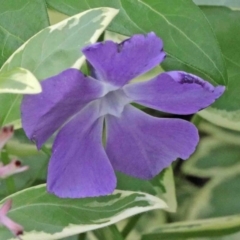 Vinca major (Blue Periwinkle) at Acton, ACT - 9 Oct 2020 by ConBoekel