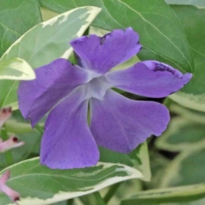 Vinca major at Acton, ACT - 9 Oct 2020