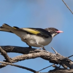 Grantiella picta (Painted Honeyeater) at Pialligo, ACT - 9 Oct 2020 by patrickcox