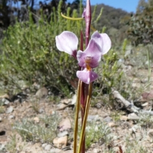 Diuris punctata var. punctata at suppressed - 10 Oct 2020