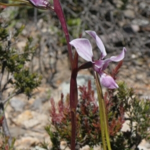 Diuris punctata var. punctata at suppressed - 10 Oct 2020