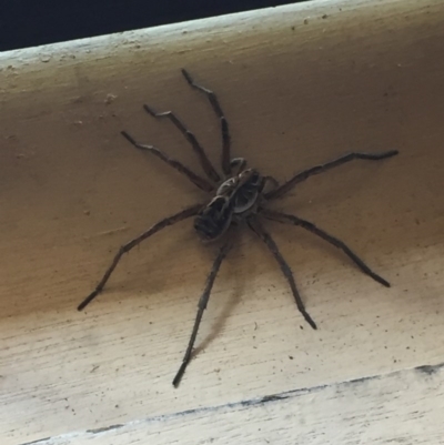 Tasmanicosa sp. (genus) (Tasmanicosa wolf spider) at Mirador, NSW - 10 Oct 2020 by hynesker1234