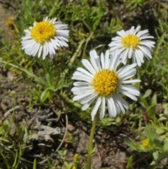 Calotis anthemoides (Chamomile Burr-daisy) at Tuggeranong Hill - 10 Oct 2020 by Owen