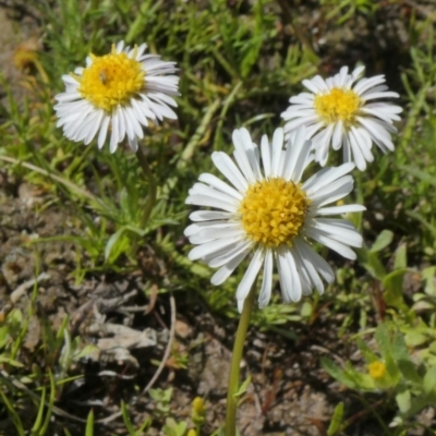 Calotis anthemoides (Chamomile Burr-daisy) at Tuggeranong Hill - 10 Oct 2020 by Owen