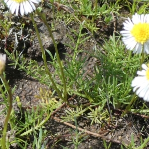 Calotis anthemoides at Theodore, ACT - 10 Oct 2020 11:20 AM