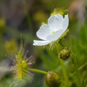 Drosera gunniana at Latham, ACT - 10 Oct 2020 01:40 PM