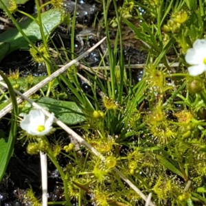 Drosera gunniana at Latham, ACT - 10 Oct 2020