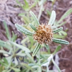 Euchiton sphaericus (star cudweed) at Latham, ACT - 10 Oct 2020 by trevorpreston