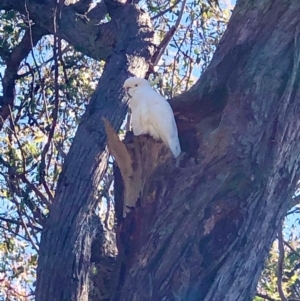 Cacatua galerita at Bruce, ACT - 9 Oct 2020