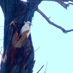 Cacatua galerita at Bruce, ACT - 9 Oct 2020