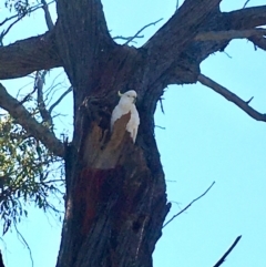 Cacatua galerita at Bruce, ACT - 9 Oct 2020