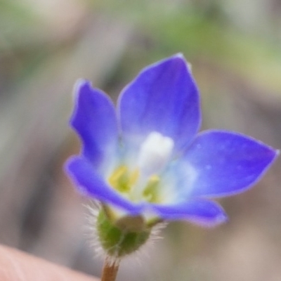 Wahlenbergia gracilenta (Annual Bluebell) at Latham, ACT - 10 Oct 2020 by tpreston