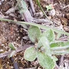 Wahlenbergia gracilenta at Latham, ACT - 10 Oct 2020