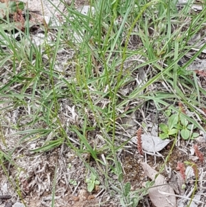 Wahlenbergia gracilenta at Latham, ACT - 10 Oct 2020