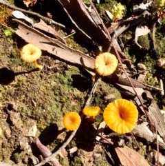 Lichenomphalia chromacea (Yellow Navel) at Bruce Ridge to Gossan Hill - 9 Oct 2020 by goyenjudy